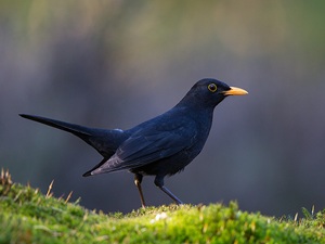 Amsel