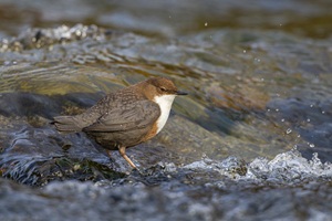 Wasseramsel