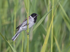 Rohrammer
