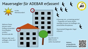 Mauersegler-Erfassung (Grafik)