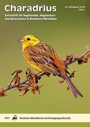 Charadrius 62-2