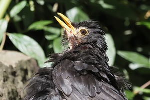 Hechelnde Amsel
