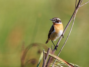 Braunkehlchen